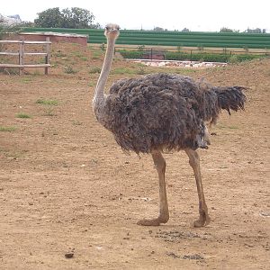 Ostrich