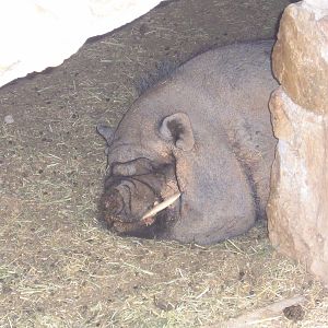 Pot-bellied pig
