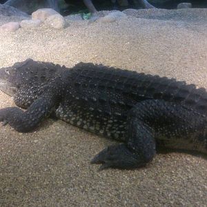 Cuban crocodile