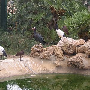 Birds of Africa walkthrough enclosure