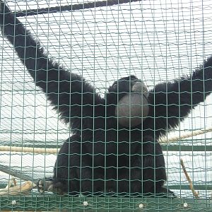Siamang
