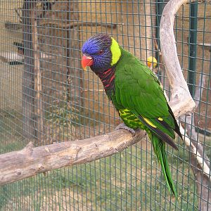 Rainbow lorikeet