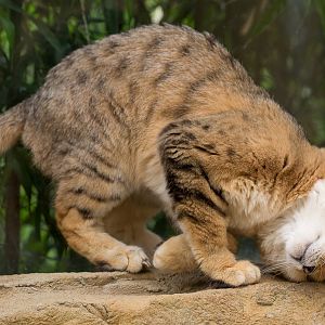 Arabian sand cat : Exmoor Zoo : 22 May 2015