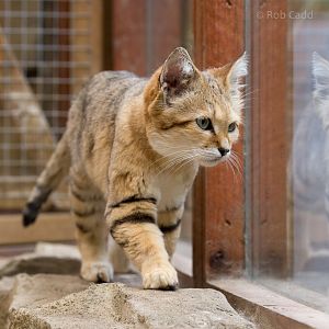 Arabian sand cat : Exmoor Zoo : 22 May 2015