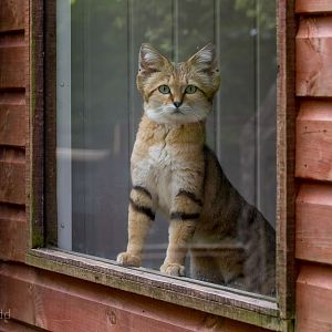 Arabian sand cat : Exmoor Zoo : 22 May 2015