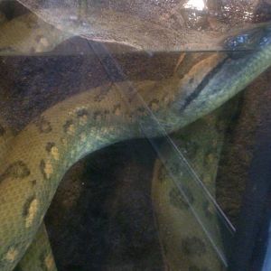green anaconda