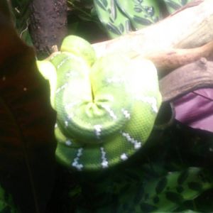 emerald tree boa