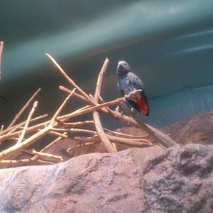 African grey parrot and amazon parrot