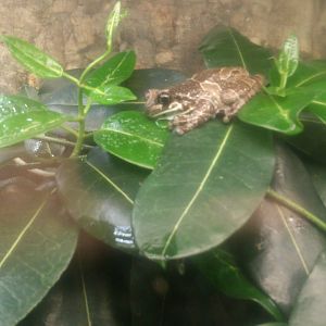 Amazon milk frog