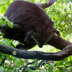 Binturong : Exmoor Zoo : 22 May 2015