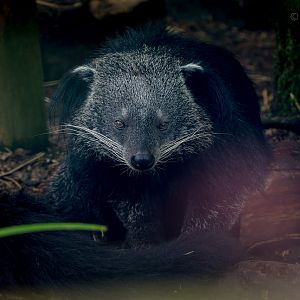 Binturong : Exmoor Zoo : 22 May 2015