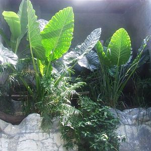 Flat-headed Cat exhibit