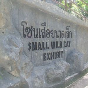 New Wild Cat Zone
