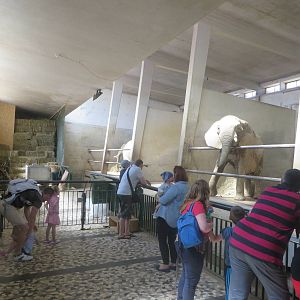 Current elephant indoors