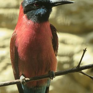 Carmine bee-eater