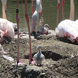 Flamingo chick
