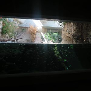 Gamgoas - underwater view