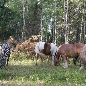 Zebra with horses