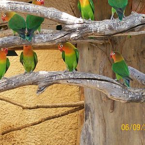 Fischer's lovebird
