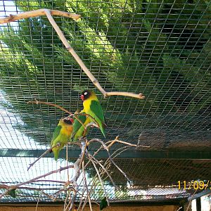 Yellow-collared lovebird