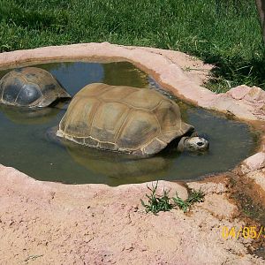 Aldabra giant tortoise