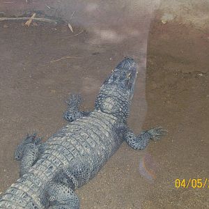 American alligator