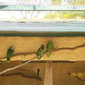 Blue-fronted amazon,Yellow-headed amazon and Yellow-crowned amazon (from le