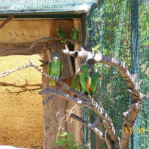 White-fronted amazon