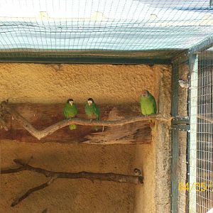 Hispaniolan amazons and Red-tailed amazon (the larger one)