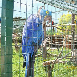 Hyacinth macaw