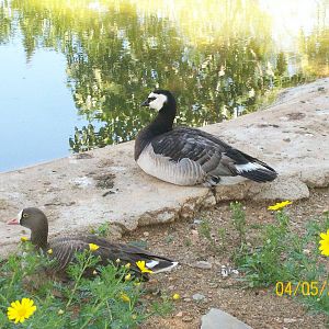 Lesser white-fronted goose (below) and Barnacle goose (above)