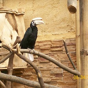 Palawan hornbill