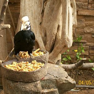 Palawan hornbill
