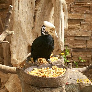 Palawan hornbill