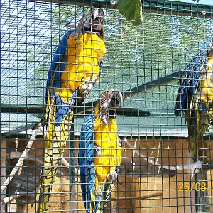 Blue-and-yellow macaw