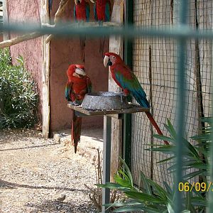 Red-and-green macaw