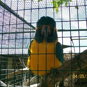 Blue-throated macaw