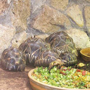 Radiated tortoise