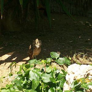 Burrowing owl