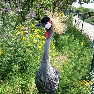 Grey crowned crane