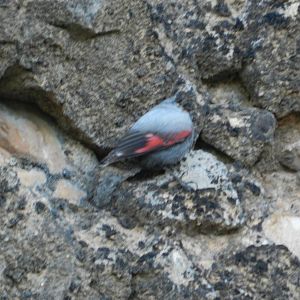 Wallcreeper