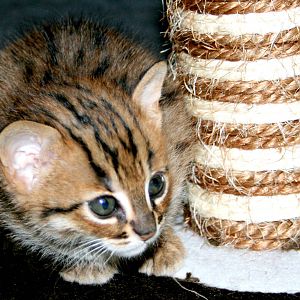 Rusty-spotted kitten; RSCC; 20th June 2015