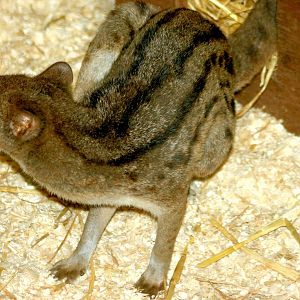 Fanaloka; RSCC; 20th June 2015