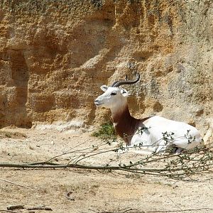 gazelle in the rhino valley