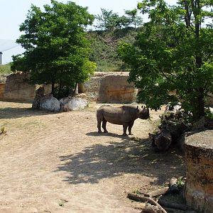 view of bull rhino with S.American aviary in the back ground.