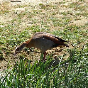 one of the geese spur winged I think.