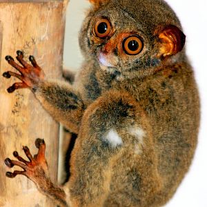 Tarsier taxidermy; RSCC; 20th June 2015