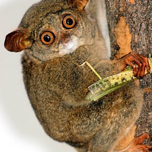 Tarsier taxidermy; RSCC; 20th June 2015