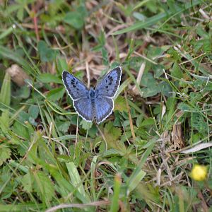 Large Blue Butterfly