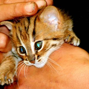 Rusty-spotted kitten; RSCC; 20th June 2015